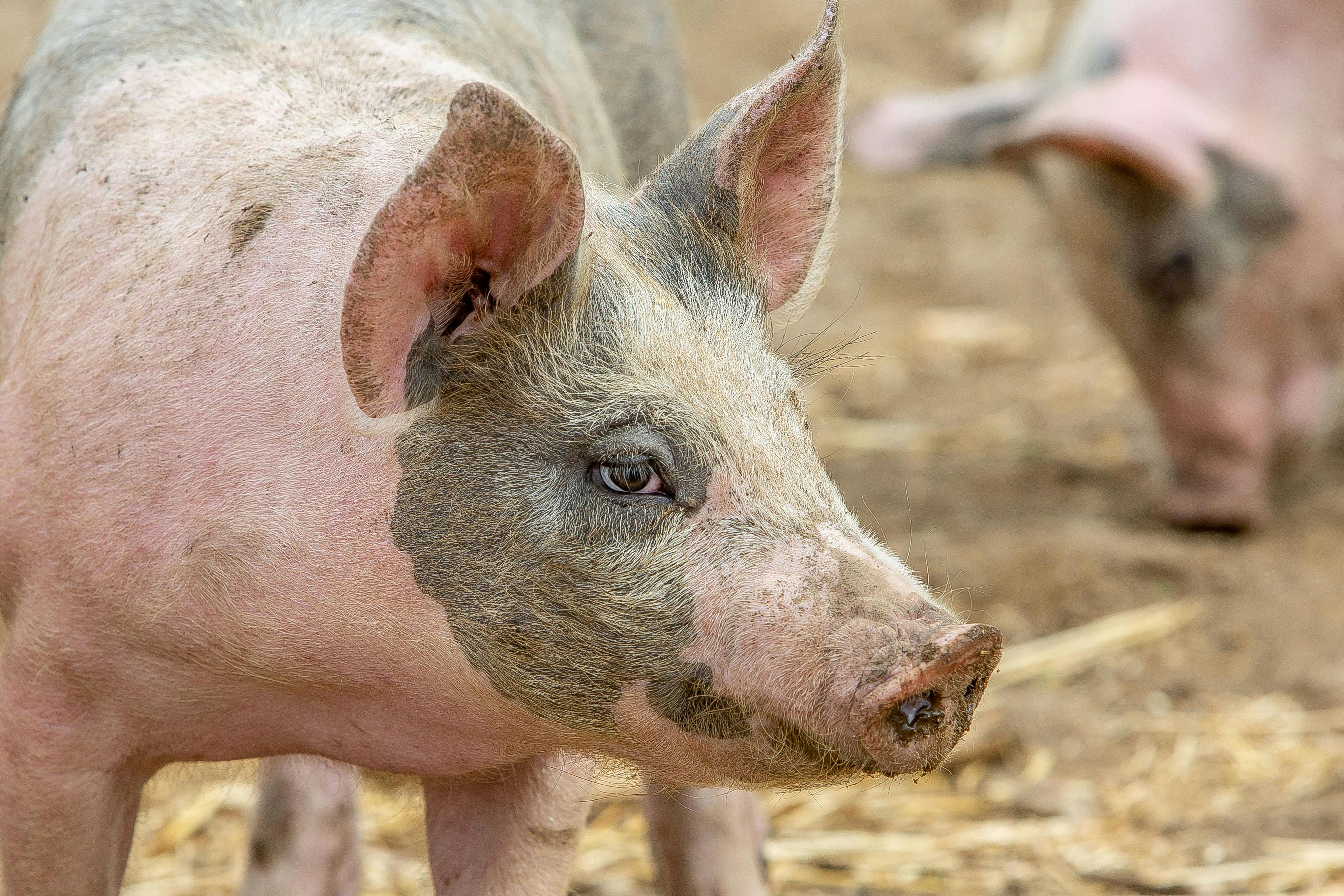 Lovewell Blake Agriculture image