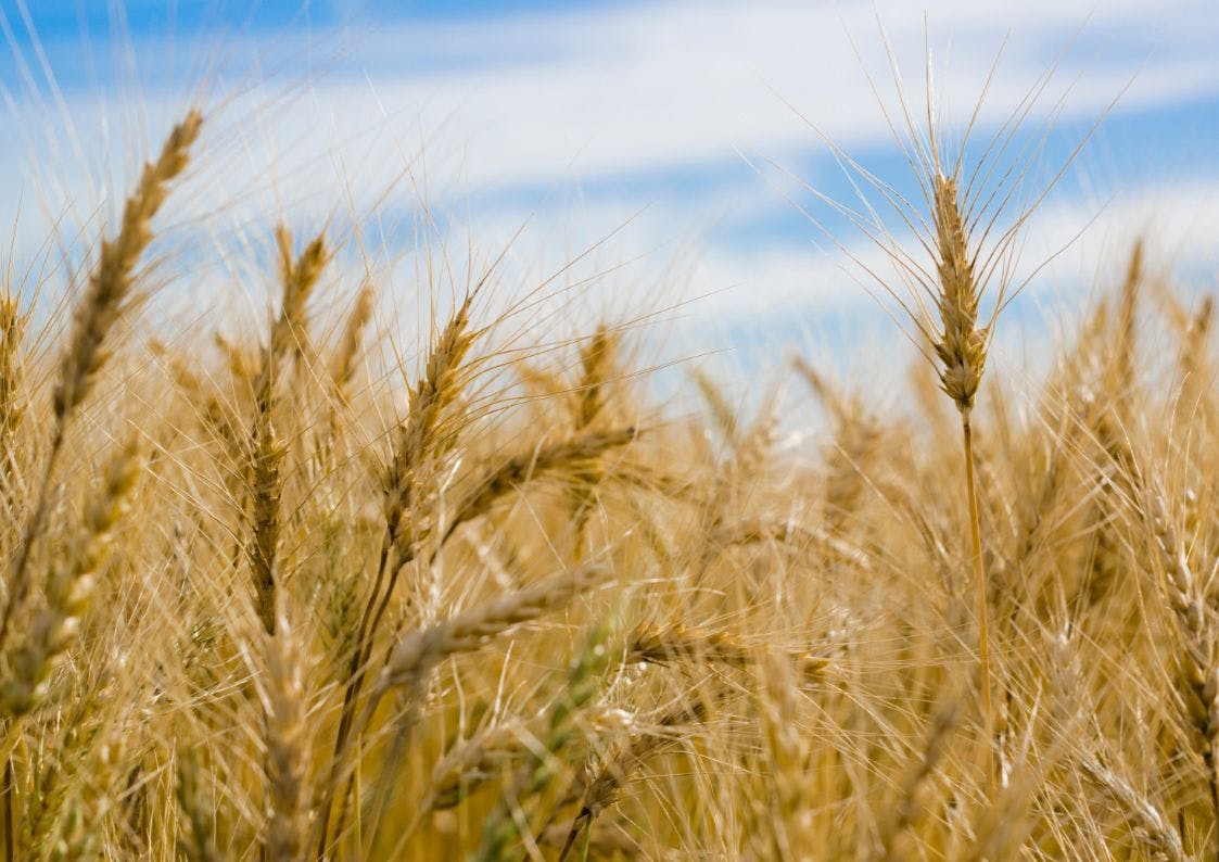 Farming Stock image