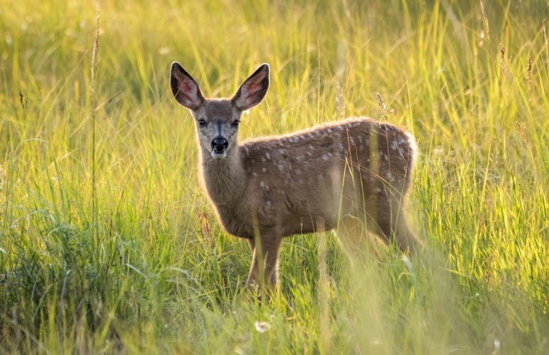 Deer - Aylsham Agricultural breakfast